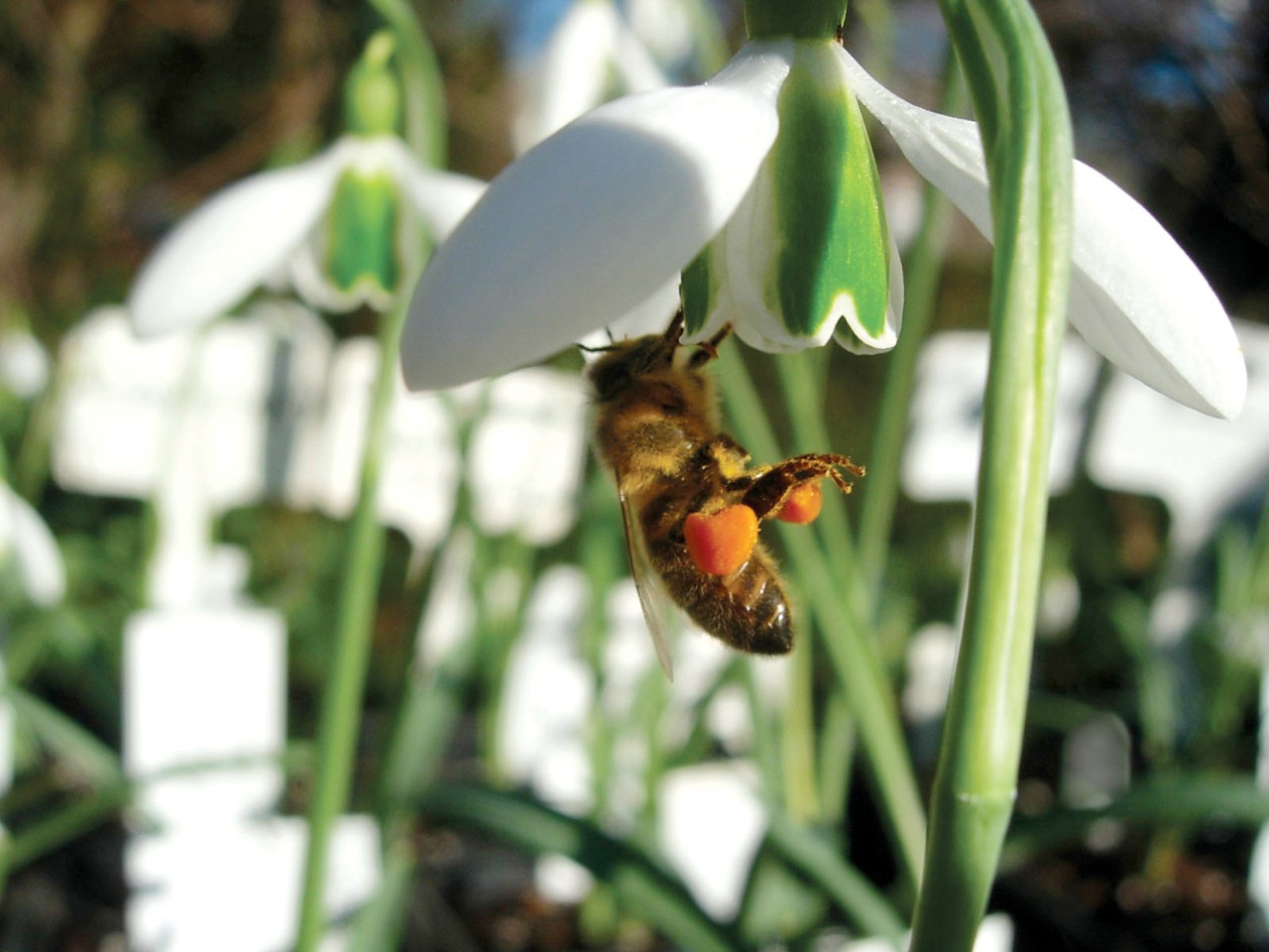 snowdrop bee