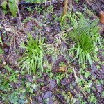 Scilla peruviana emerge from the  woodland border