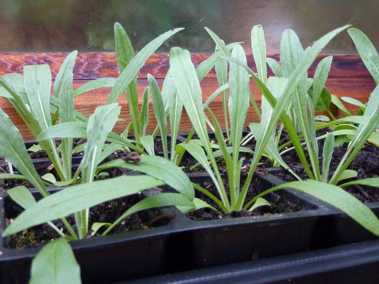 Cornflowers thriving in the greenhouse