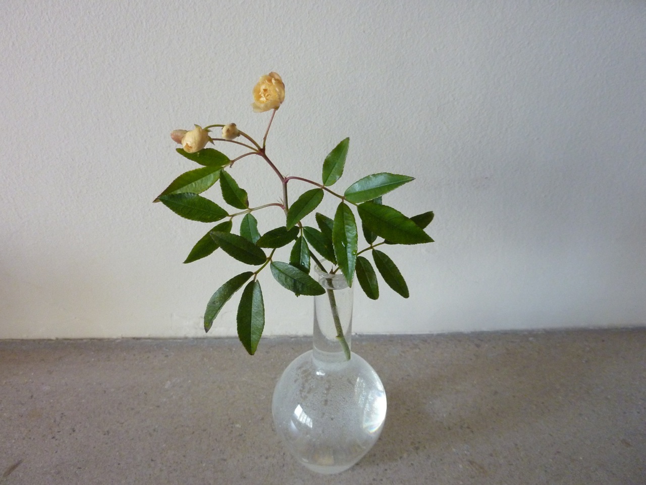 rosa banksia Rosa banksia lutea picked on New Year's Day
