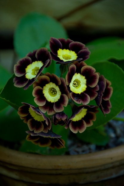 auricula Auricula ©Michelle Garrett