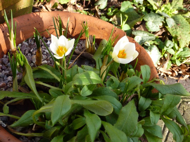 Earliest crocuses Snowbunting have popped up in one of the pots