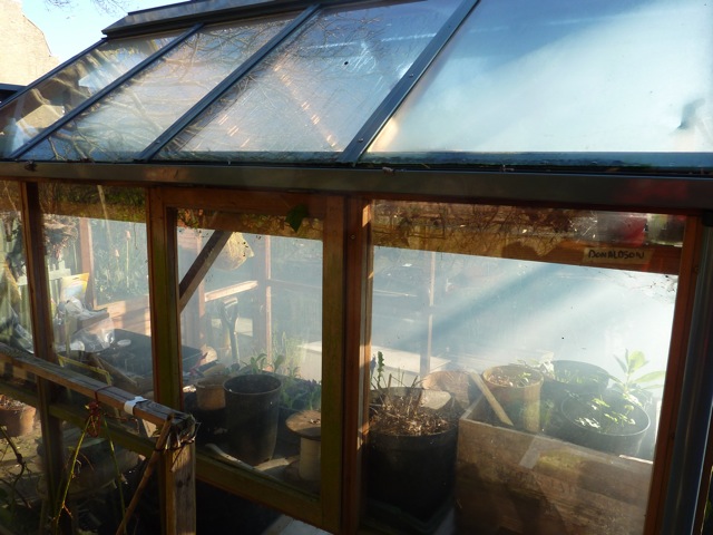 A cloud of garlic smoke as I fumigate the greenhouse - the smell definitely lingers