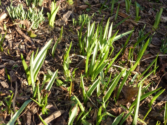 Tidying up revealed large clusters of Tulipa sylvestris leaves - flowers will follow later this month