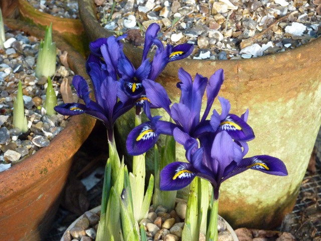 The first pots of Iris reticulata are in flower thanks to a spell in the greenhouse 