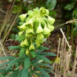 It's time to replace the overlarge Euphorbia wulfenii plants but I'm allowing them one last bloom
