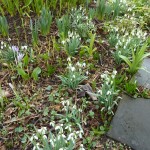 It really is worth the effort dividing snowdrops -these are increasing each year beneath the tulip tree