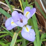 The delicate flower of Iris unguicularis