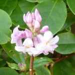 Daphne Jacqueline Postil