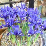 Several pots of iris reticulata provide vivid splashes of colour in the garden