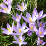 Crocus tommasinianus are popping up all over the garden