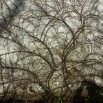 Totally unaided, Cotoneaster horizontalis makes a delicate fan-like tracery against the wall