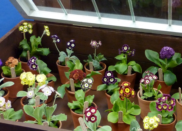 auriculas auriculas
