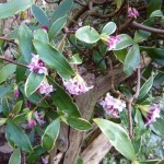 Daphne odora aurea marginata fills the air with fragrance as you come into the garden