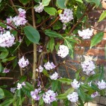Daphne Jacqueline Postil is tall and upright and also deliciously fragrant