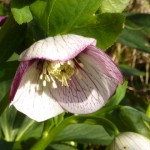 This picotee hellebore is my favourite