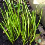 The chives are shooting - yum!