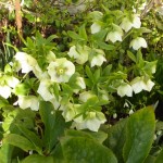 Hellebores love my garden - this white clump is particularly impressive