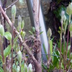 The clematis have responded well to pruning with lots of new growth
