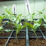 I'm very impressed with the sturdy health of my tomato plants.  Think it must be a combination of the Grochar seed compost and the Growlight garden