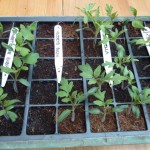 Disappointing germination of blight resistant tomatoes
