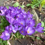 Crocus tommasinianus Ruby Giant
