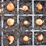 shallots Shallots in cells