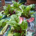 Swiss Chard Swiss Chard