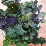 brassica Petit Posy Brassica