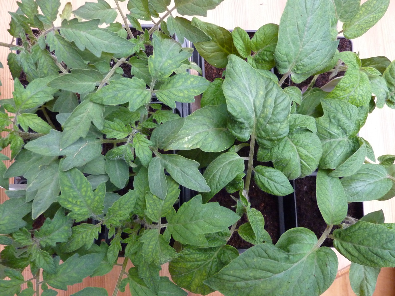 tomato plant care the enduring gardener tomato plant care the enduring gardener