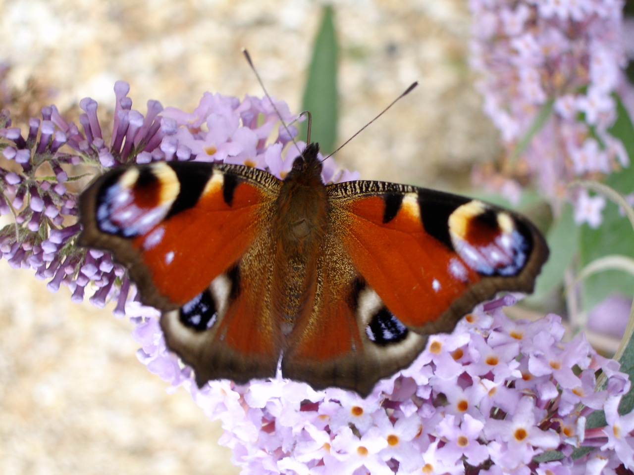peacockmartin-warren-1 Peacock Butterfly Photographed by Michael Warren