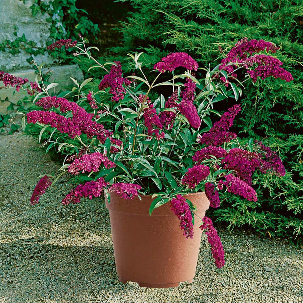 buddleja-buzz buddleja-buzz