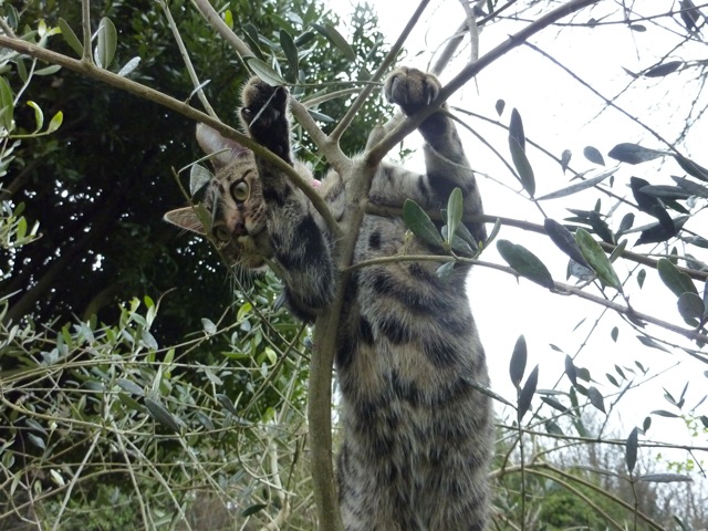 kitten-in-tree kitten-in-tree