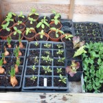 Coldframe