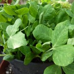 Peashoots