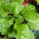 Swiss Chard