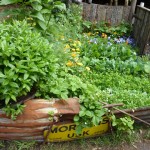No smart raised beds here - just corrugated iron dragged from a hedge
