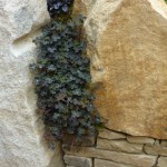 The Yorkshire garden had some lovely detailing -   I liked the effect of this clover tucked between the stones