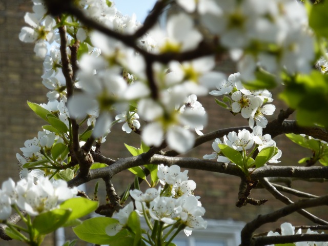 pear-blossom