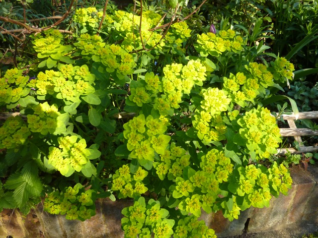 Euphorbia palustris is one of my favourite plants at this time of year with its wonderfully fresh colouring.