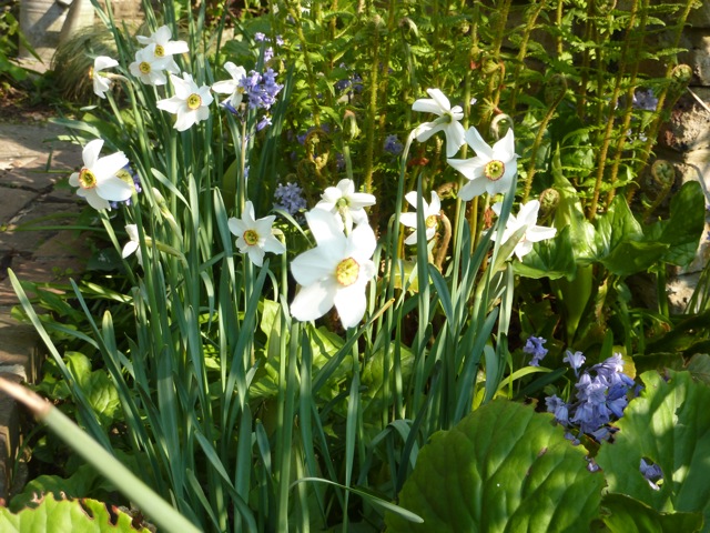 The pheasant eye narcissus have really multiplied this year and I love the way these late-flowerers look among the ferns and the bluebells.