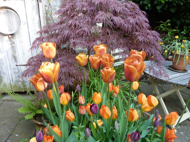  The Courtyard combo is another tulip triumph this year with Cairo, Brown Sugar, Dordogne and Cafe Noir