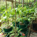 I've tied in the tomatoes for a second time.  They are positively romping up their supports