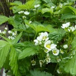 It looks like being a bumper crop of strawberries this year if I can keep the slugs and birds at bay.