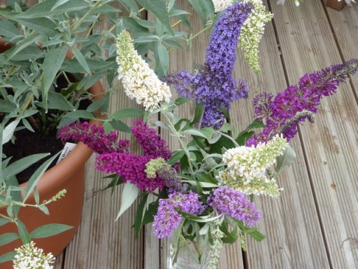buddleja-buzz