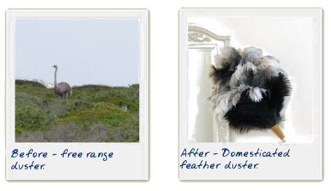 before and after - feather duster