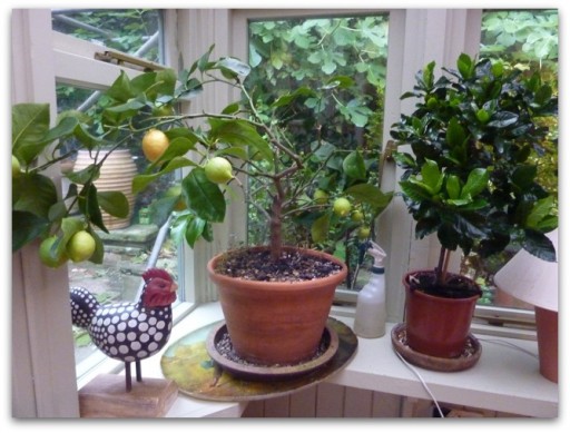 lemon tree in old pot on windowsill