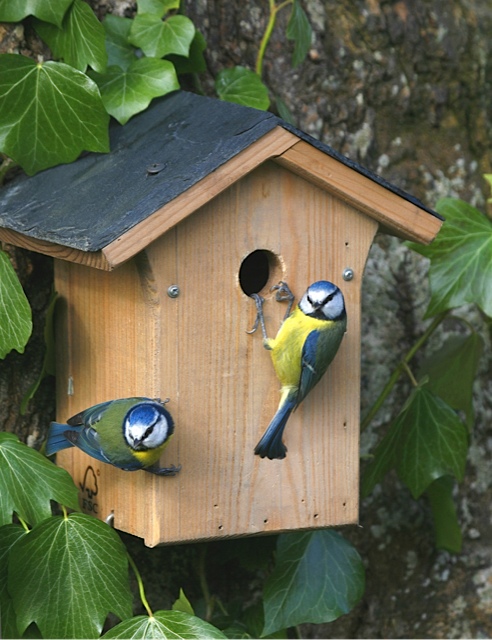 national-nestbox-week
