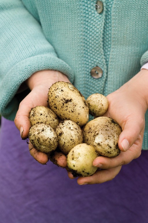 Hands holding new potatoes ladies hands holding freshly dug potatoes