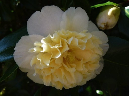 open mellow yellow camellia flower